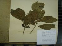 Herbarium sample